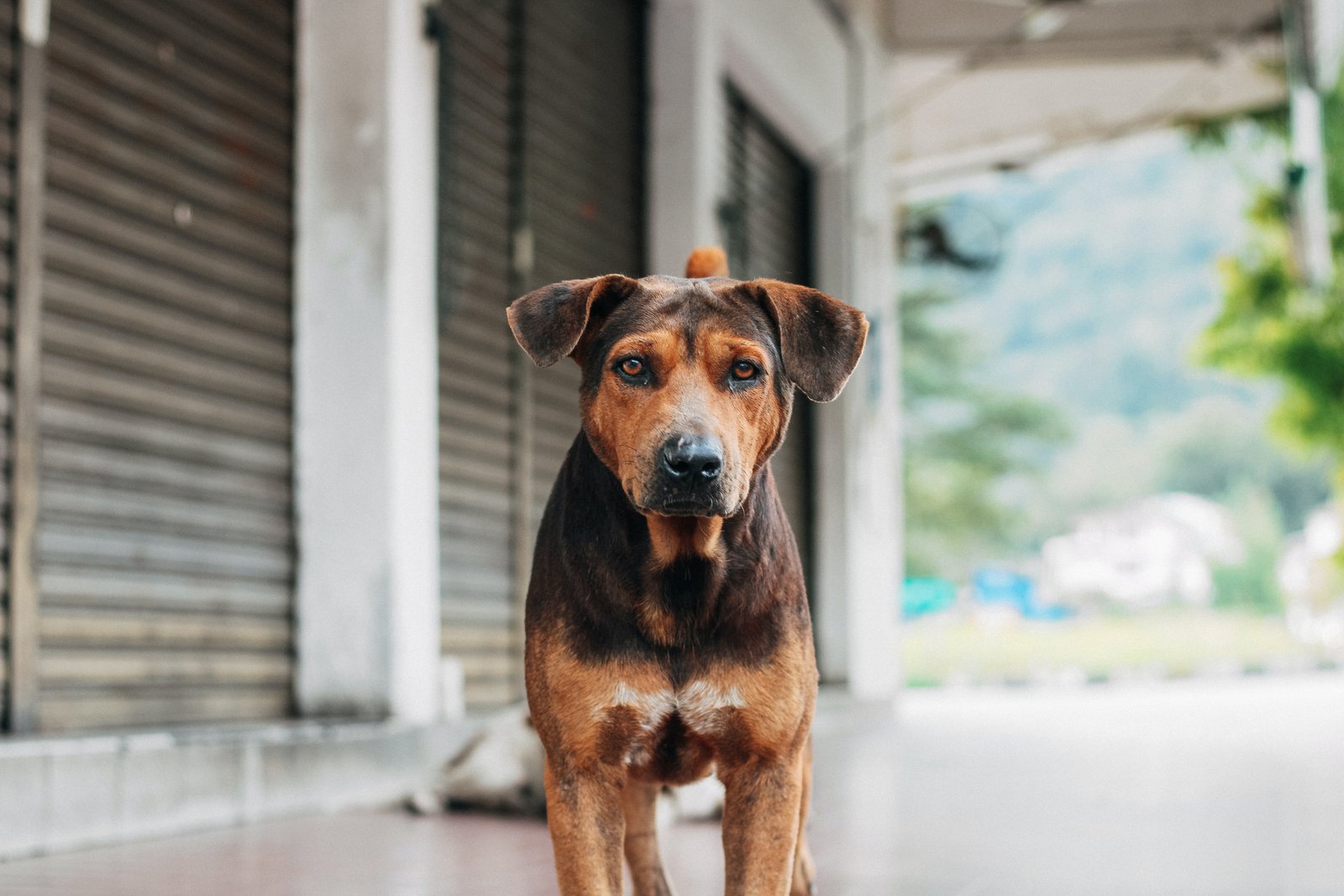 Perro