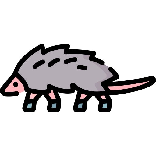 Zarigüeyas